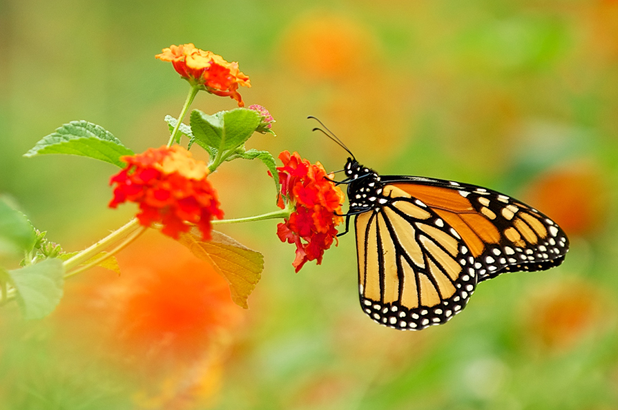 Monarch Butterfly